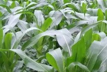 長圣358玉米栽培技術(shù)要點，中抗大斑病