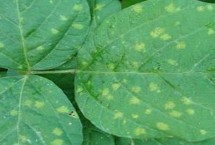 傳播規(guī)律，主要危害大豆的幼苗、葉片、種子
