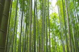 竹子的品種有多少，常見的有毛竹、紫竹、金鑲玉竹等