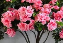 杜鵑花長什么樣，有一定毒性