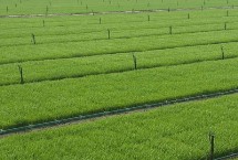 泰香玉晶水稻栽培技術(shù)要點，每畝有效穗18.3萬