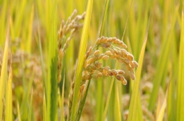 鈞優(yōu)727水稻栽培技術(shù)要點，插植密度20厘米×23厘米