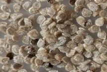 常見蔬菜種子催芽方法，曬種是必須的第一步