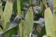 元玉8號(hào)玉米栽培技術(shù)要點(diǎn)，兩年區(qū)試平均生育期135天