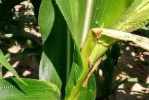 屯甜723玉米栽培技術(shù)要點(diǎn)，四月中旬播種