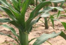 浩玉168玉米栽培技術(shù)要點，注意銹病和紋枯病防治