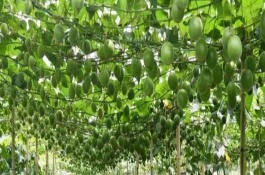羅漢果如何防蟲(chóng)，種植前需進(jìn)行土地深翻和施肥