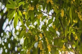 桂花樹(shù)常見(jiàn)分類和品種，丹桂可以忍耐零下13℃左右的低溫
