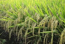 菁兩優(yōu)636水稻栽培技術(shù)要點(diǎn)，秈型兩系雜交水稻品種