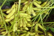 菏豆36號大豆栽培技術(shù)要點(diǎn)，夏播生育期平均100.5天