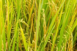 科優(yōu)8440水稻栽培技術(shù)要點(diǎn)，一般6月18～22日播種