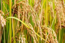 宜香優(yōu)208水稻種子產(chǎn)量表現(xiàn)，全生育期143.2天