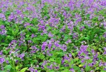 二月蘭的價格，通常在0.15-0.25元一株