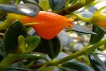 形態(tài)特征，屬多年生草本植物