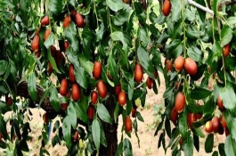 我國紅棗的產(chǎn)地，山西、新疆、寧夏、甘肅等地都產(chǎn)紅棗