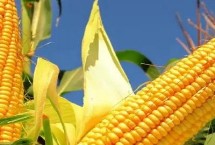 華玉518玉米栽培技術(shù)要點，適宜播期6月上中旬