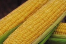 秋田311玉米栽培技術(shù)要點，適宜密度為每畝5000株左右