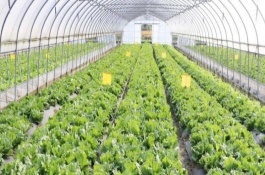 蔬菜低溫危害的預(yù)防措施，苗期嚴(yán)格控制溫度