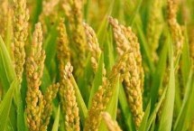 和兩優(yōu)55水稻栽培技術(shù)要點，4月底至5月下旬播種