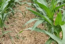 錦研617玉米栽培技術(shù)要點(diǎn)，密度3500株/畝左右