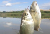 打窩誘魚，打窩時(shí)窩料首選酒米