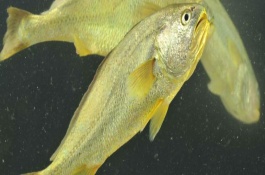 養(yǎng)殖黃花魚喂養(yǎng)什么飼料，要經(jīng)常換水