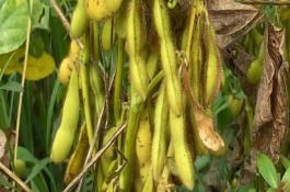 吉育83號(hào)大豆品種基本信息，出苗至成熟118天