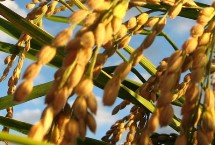 松粳202水稻栽培技術(shù)要點(diǎn)，該品種主莖14片葉