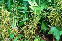 大豆的種植時間，選擇適合當(dāng)?shù)胤N植的品種