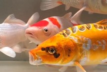錦鯉好養(yǎng)嗎，找準原因?qū)ΠY下藥