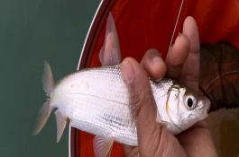 野釣黃尾魚適合用什么餌料，腥味型、麩香型、酒香型均可使用