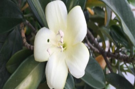 非洲茉莉的養(yǎng)殖方式，具有一定的空氣凈化效果