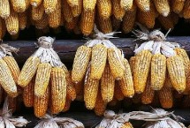 鄭單811玉米栽培技術(shù)要點(diǎn)，鄭單811玉米種子介紹