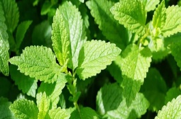 薄荷如何繁殖，以疏松肥沃、透氣且具有良好排水性的土壤為宜