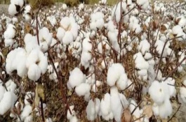 川彩棉4號(hào)棉花栽培技術(shù)要點(diǎn)，生育期130天
