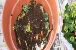 自制肥料怎樣知道腐熟，廢菜葉、瓜果皮、魚鱗等都可以腐熟制成肥料