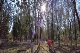 冬天樹木保暖的方法，可預(yù)防凍害、蟲害等