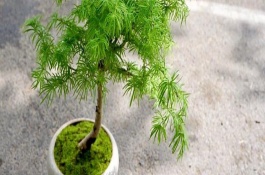 金錢松簡介，要每隔2-3年換1次盆