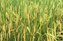 紅香優(yōu)銀占水稻栽培技術(shù)要點(diǎn)，一般5月中下旬—6月上旬播種