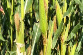 高玉79玉米栽培技術要點，每畝種植3000株為佳