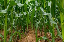 勝玉16號玉米栽培技術(shù)要點，注意防治莖腐病