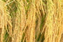 錫稻1號水稻栽培技術要點，綜合防治的方針