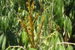 龍眼促花用什么藥，可在冬季增施鉀肥