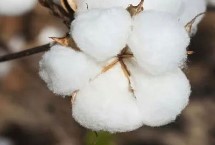 華惠20棉花栽培技術(shù)要點(diǎn)，露地直播以4月下旬播種為宜