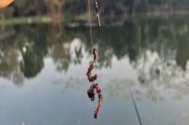 蚯蚓釣鯽魚最佳調(diào)漂，一定要打好窩子
