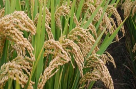 Y兩優(yōu)1098水稻栽培技術(shù)要點，插植密度20厘米×23厘米