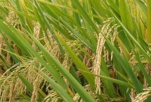 銀兩優(yōu)501水稻栽培技術(shù)要點，秧田播種量每畝12.5千克