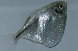 銀燕子燈魚好不好養(yǎng)，飼養(yǎng)難度比較低