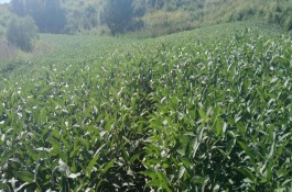吉育3519大豆栽培技術(shù)要點，中抗大豆花葉病毒3號株系