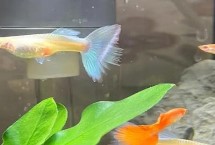 孔雀魚母魚背上起白皮了怎么辦，盡量單獨(dú)飼養(yǎng)5天后再放